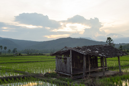 old cottage in green rice fieldの写真素材