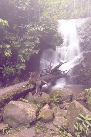 Thai stray dog with Siribhum waterfall in Doi Inthanon National park Chiangmai Thailandの写真素材