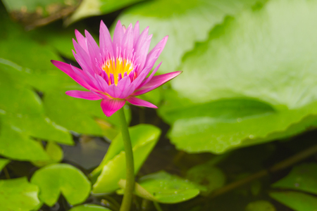 Beauty pink lotus flowerの写真素材