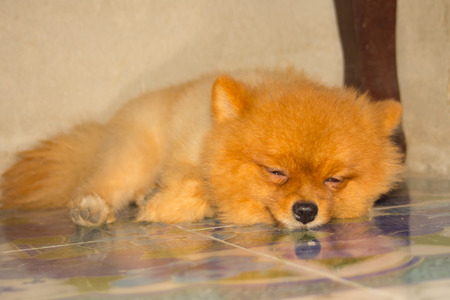 pomeranian alone in homeの写真素材