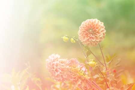 Pink Chrysanthemum flower with bokehの写真素材