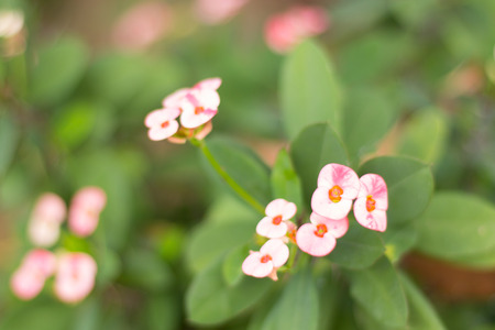 Pink Crown of thorns flowers, Euphorbia milli, Christ plant, Christ thornの写真素材