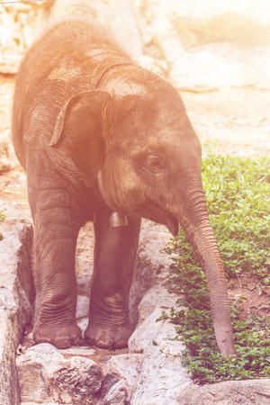 Baby elephant in Chiangmai Zoo , Thailand