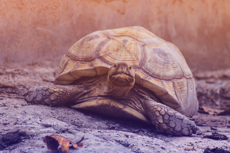 Giant Turtle in Chiangmai zoo , Thailandの写真素材