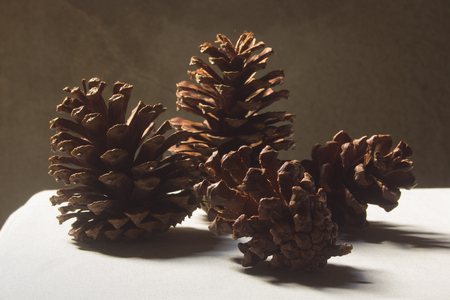 Pine cones chrismas still lifeの写真素材