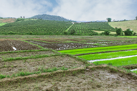 Rice field and garden in Thailandの写真素材