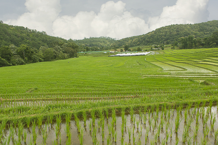 Beautiful green Rice Terraces in Doi inthanon, Maeglangluang Karen village, chiangmai Thailandの写真素材