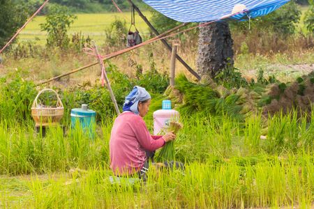 Thai farmer in rice fieldの写真素材