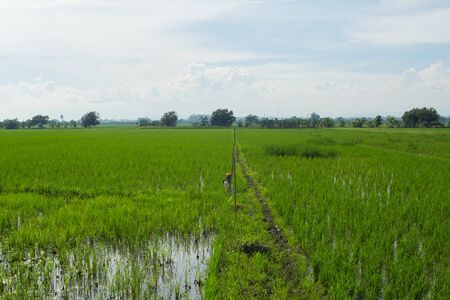 green rice field with skyの写真素材