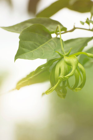 Ylang-ylang flower, Perfume Tree, ka dang ngaの写真素材
