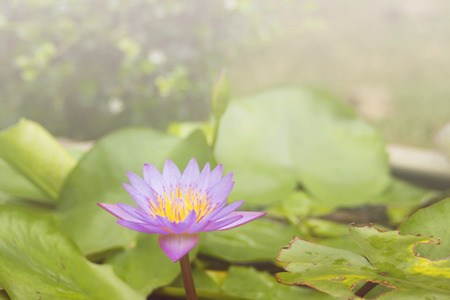 purple lotus flowerの写真素材