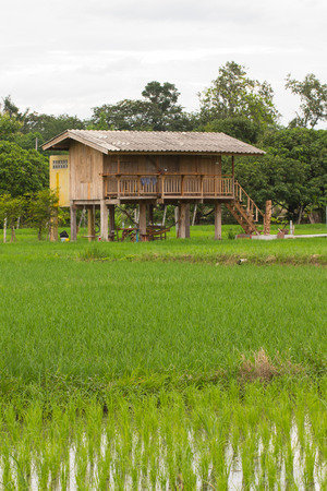 wood house in green rice field Thailandの写真素材