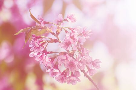 Wild Himalayan Cherry flower ,Thai  Sakura blossomの写真素材