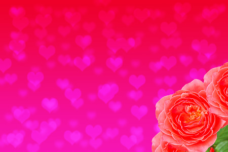 Red rose with bokeh hearts blackgroundの写真素材