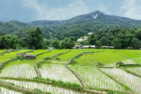 Rice field terraces in doi inthanon, Ban Mae Klang Luang Chiangmai Thailandの写真素材