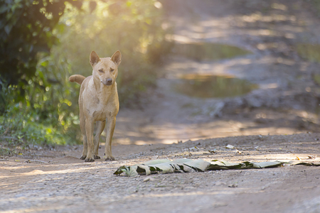 thai stray dog at countrysideの写真素材