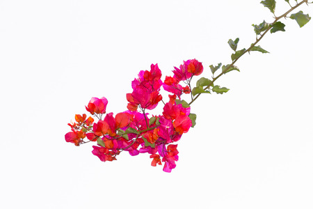 pink Bougainvillea flower Isolated on whiteの写真素材