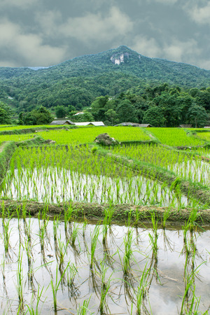 Rice field terraces in doi inthanon, Ban Mae Klang Luang Chiangmai Thailandの写真素材