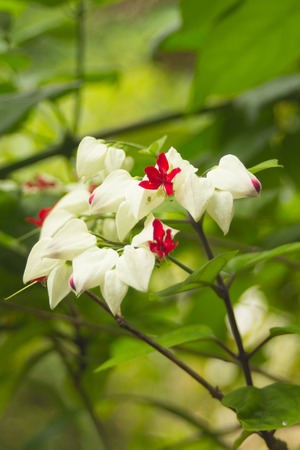 lerodendrum thomsoniae show beautiful red and white flowers and green leafの写真素材