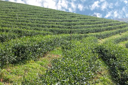 Green Tea Field , Chiangrai In Thailandの写真素材