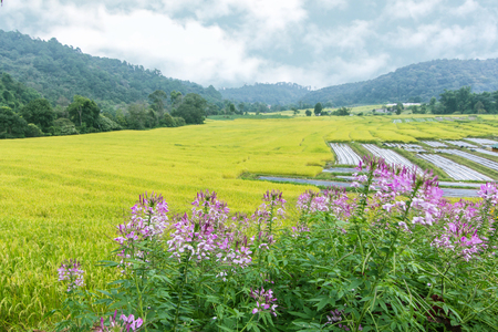 golden rice field with flower in Mae Klang Luang village, Chomthong Chiangmai Thailand.の写真素材