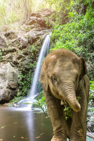 Asian Elephant at Mon Tha Than Waterfall In Doi Suthep - Pui National Park, Chiang Mai  Thailandの写真素材