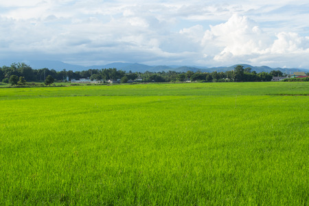green rice field with sky in Thailandの写真素材
