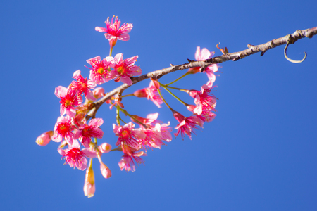 Wild Himalayan Cherry flower ,Thai  Sakura blossomの写真素材