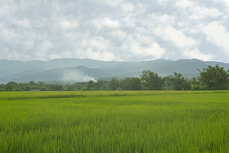 green rice field in countryside Thailandの写真素材