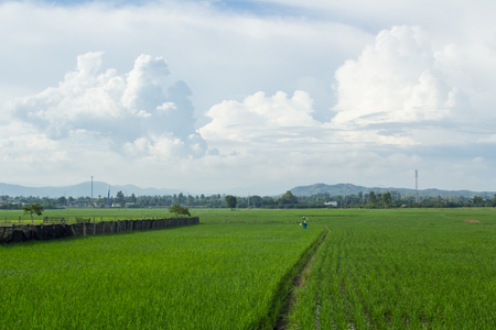 scarecrow in green rice field Thailandの写真素材