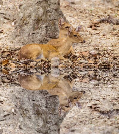 Two Small deer with water reflectionの写真素材