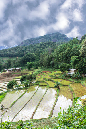 Rice field terraces in doi inthanon, Ban Pha Mon Chiangmai Thailandの写真素材