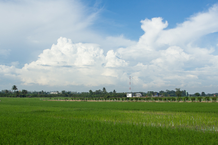 green rice field in Thailandの写真素材