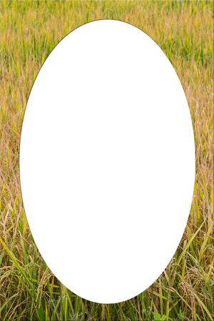 picture frame form golden fieldの写真素材