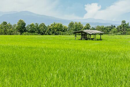 Cottage and green rice field in Thailand, Asiaの写真素材