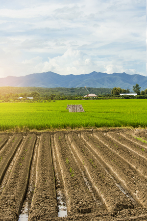rice field with mountain in Thailand, Asiaの写真素材