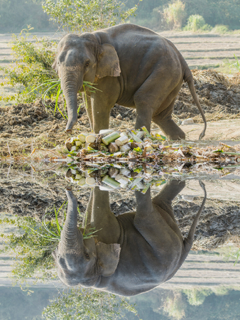 Thai Elephant with with water reflectionの写真素材