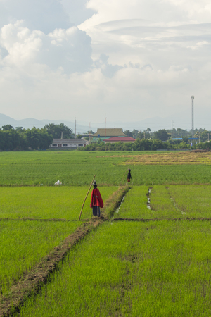 scarecrow in green rice field Thailandの写真素材