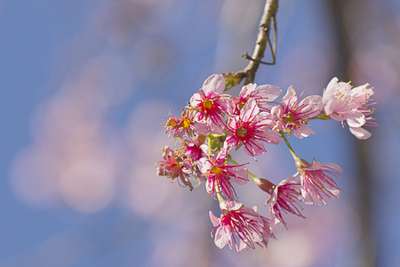 Wild Himalayan Cherry flower ,Thai  Sakura blossomの写真素材