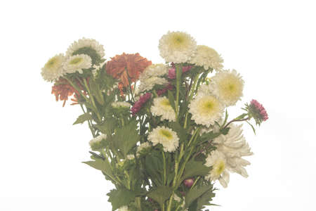 Chrysanthemum flower isolated on whiteの写真素材