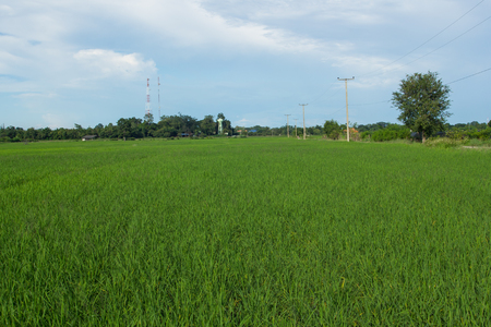 green rice field with sky in Thailandの写真素材