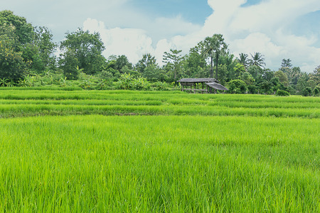 paddy field and cottage in thailandの写真素材