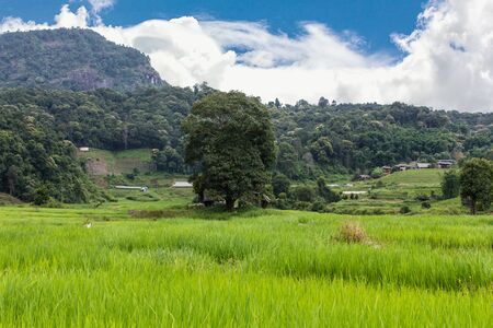 Terraced Rice Field, Pha Mon Chiangmai Thailandの写真素材
