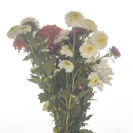Chrysanthemum flower isolated on whiteの写真素材