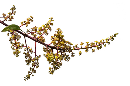 Mango flower isolatedの写真素材