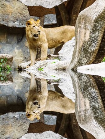 Lion on rock with water reflectionの写真素材