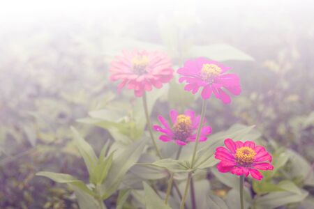 Pink zinnia close upの写真素材