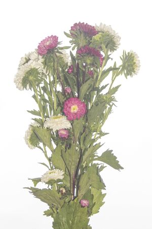 Chrysanthemum flower isolated on whiteの写真素材