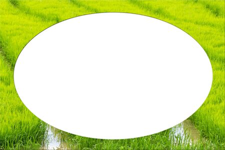 Picture frame form green rice fieldsの写真素材