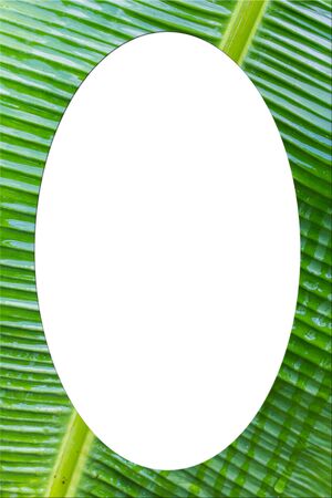 Picture frame form Banana leafの写真素材